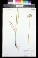 Allium cernuum image