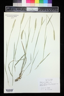 Hordeum brachyantherum image