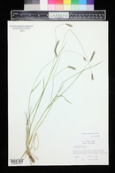 Hordeum brachyantherum image