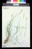 Hordeum brachyantherum image