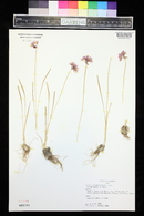 Allium geyeri image