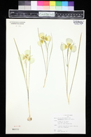 Calochortus gunnisonii image