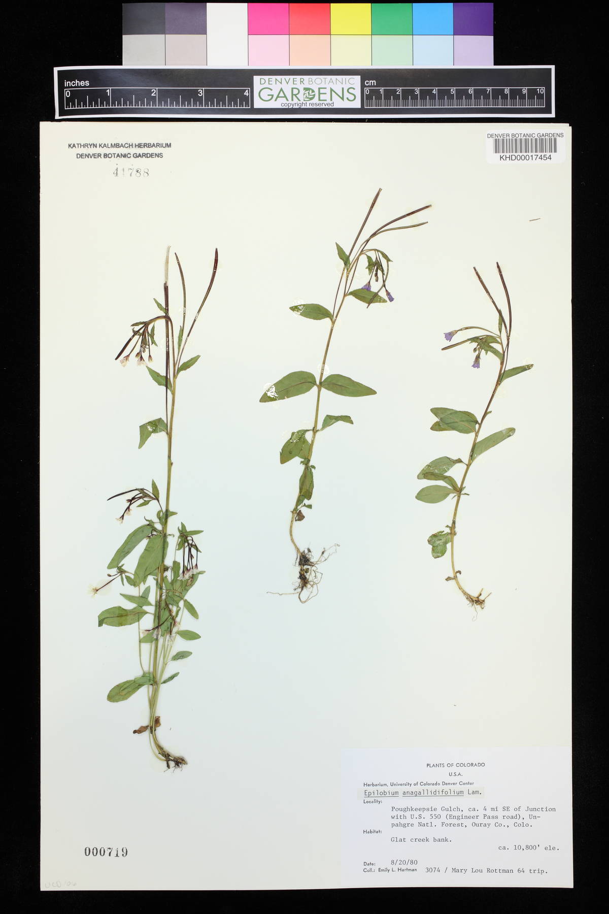 Epilobium anagallidifolium image