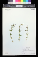 Epilobium anagallidifolium image