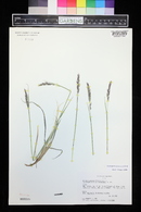 Calamagrostis purpurascens image