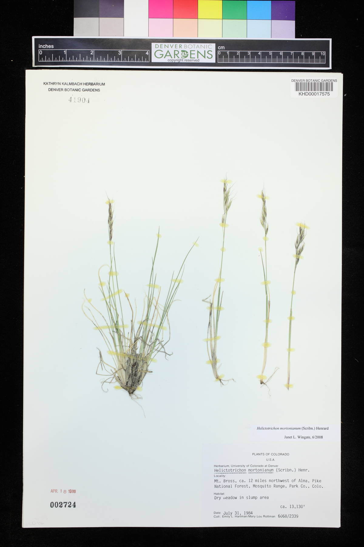 Helictotrichon mortonianum image