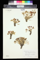 Claytonia megarhiza image