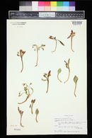 Claytonia megarhiza image