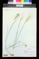 Hordeum jubatum image