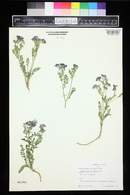 Polemonium pulcherrimum image