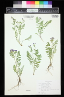 Polemonium viscosum image