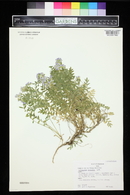 Polemonium pulcherrimum subsp. delicatum image