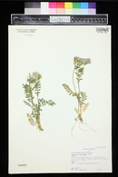 Polemonium pulcherrimum subsp. delicatum image