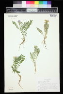 Polemonium pulcherrimum image