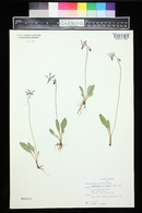 Primula pauciflora image