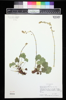 Heuchera parvifolia image