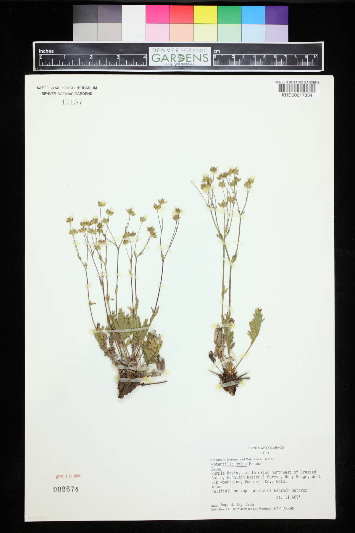 Potentilla ovina image