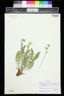 Geum rossii image