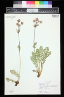 Geum triflorum image