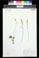 Heuchera parvifolia image