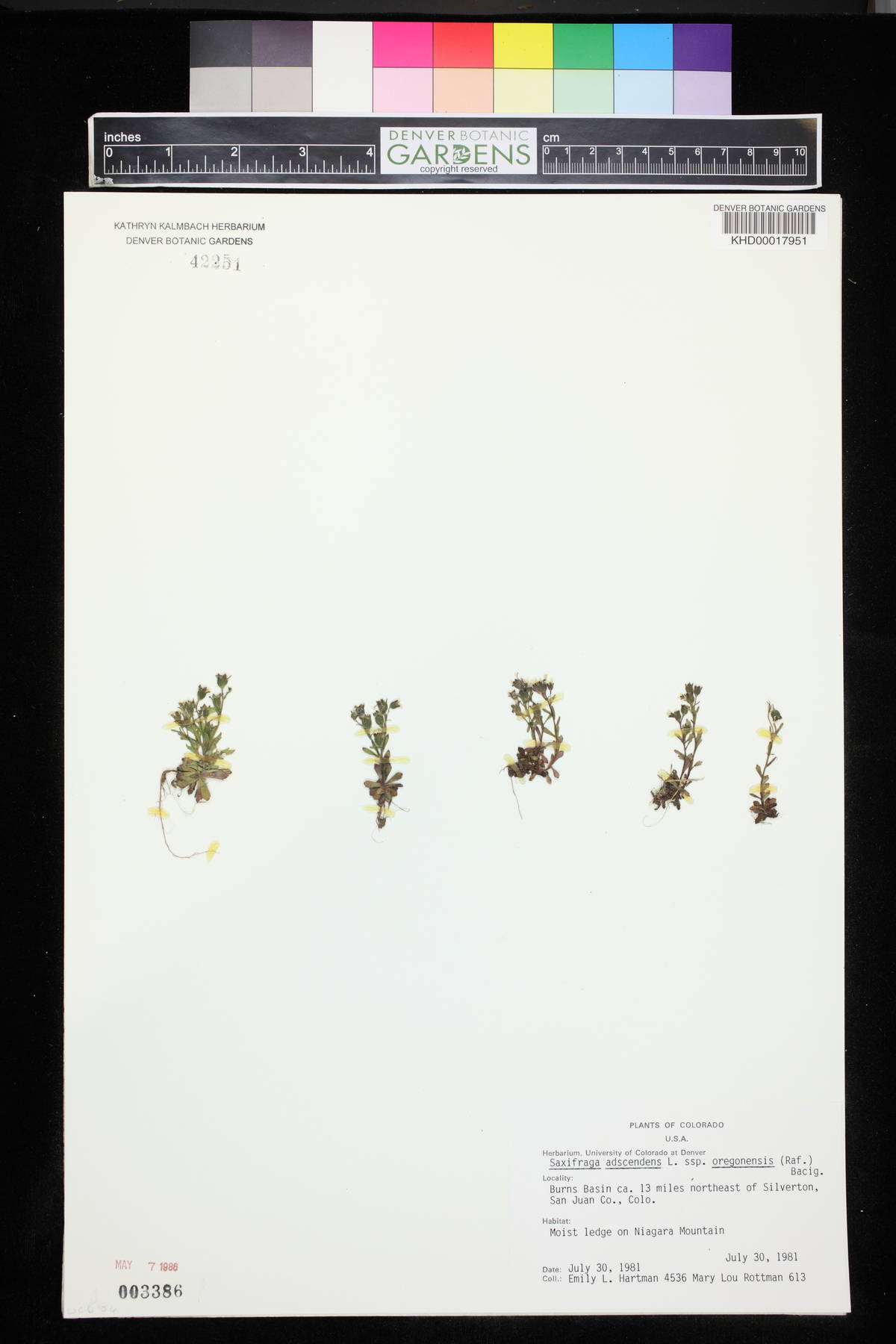 Saxifraga adscendens image