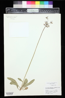 Primula pauciflora image