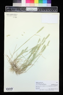 Hordeum pusillum image