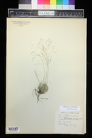 Muhlenbergia torreyi image