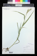 Panicum miliaceum image