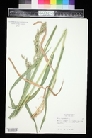 Phalaris arundinacea image