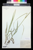 Paspalum setaceum image