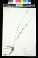 Phleum pratense image