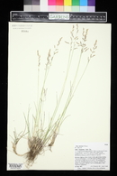 Poa arctica image