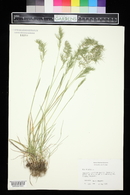 Poa bulbosa image