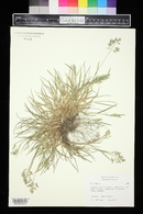 Poa annua image