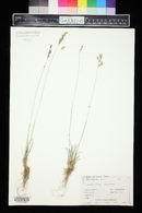 Poa glauca image