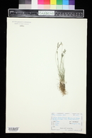 Poa glauca image