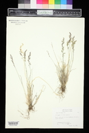 Poa glauca image