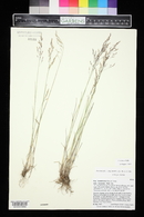 Poa nemoralis image