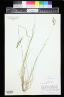 Poa pratensis image