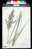 Saccharum ravennae image