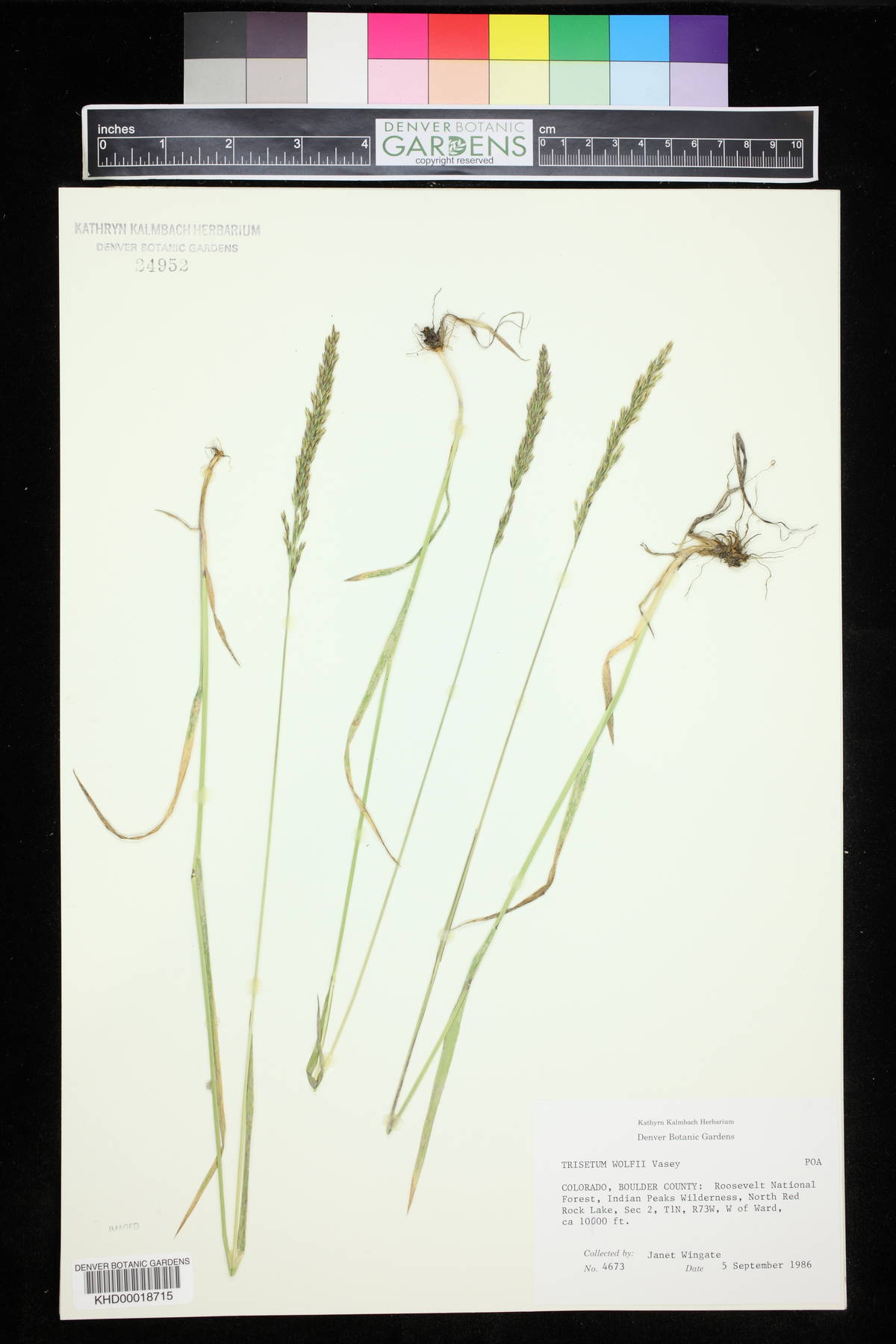 Trisetum wolfii image