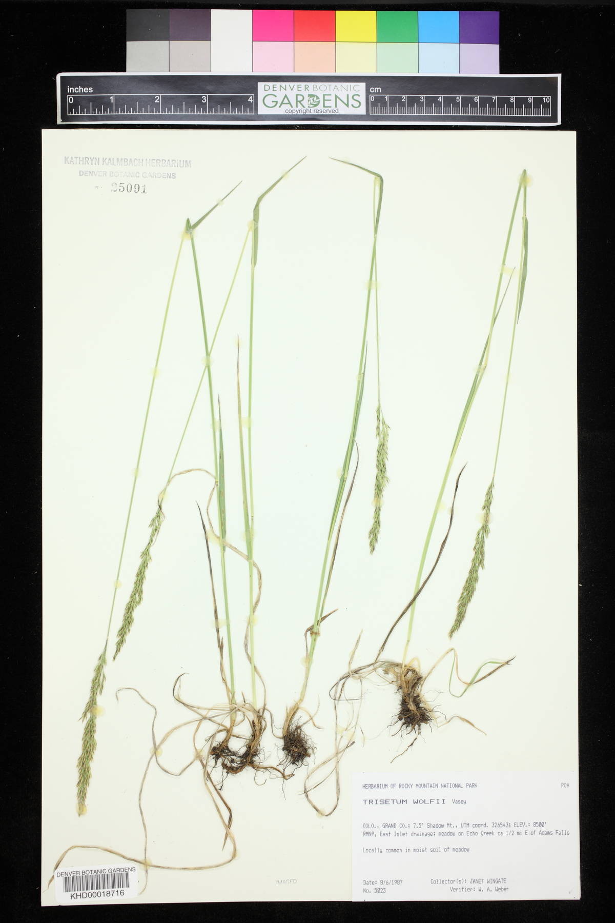 Trisetum wolfii image