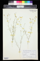 Ipomopsis laxiflora image