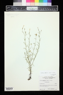 Ipomopsis laxiflora image