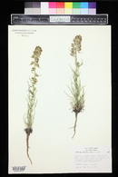 Ipomopsis spicata image