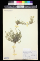 Linanthus pungens image