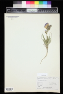 Polemonium viscosum image