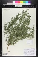 Euphorbia prostrata image