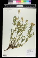 Astragalus laxmannii image